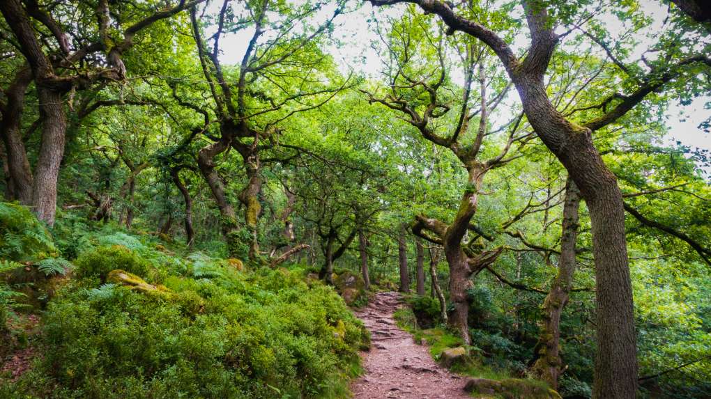 Sheffield, , Another pic from Padley Gorge in the Peak District, this time from the shel...