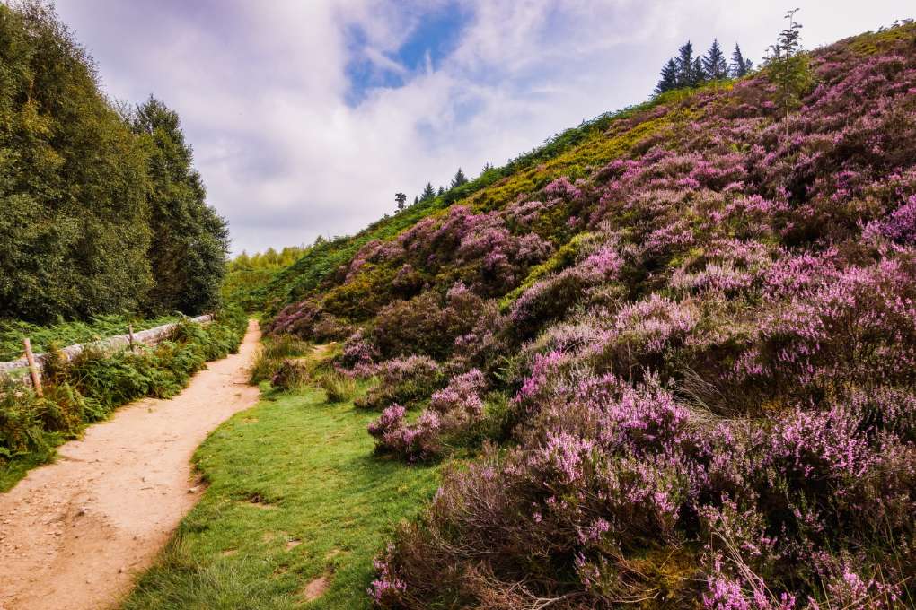 Sheffield, , Pruple heather showing well at Langsett...