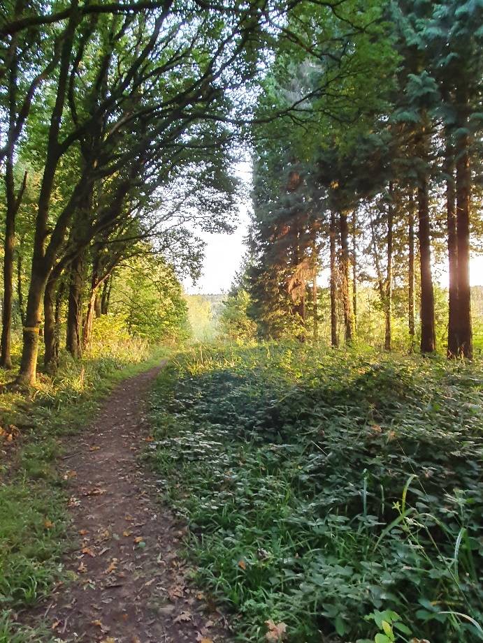 Cardiff, Cardiff, Sunset forest ...