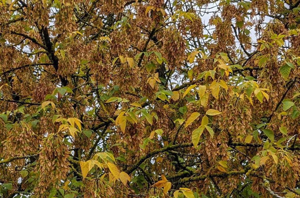 Berkhamsted, , Autumn colours...