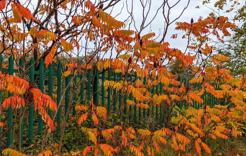 Berkhamsted, Herts, Autumn colours in Berkhamsted...