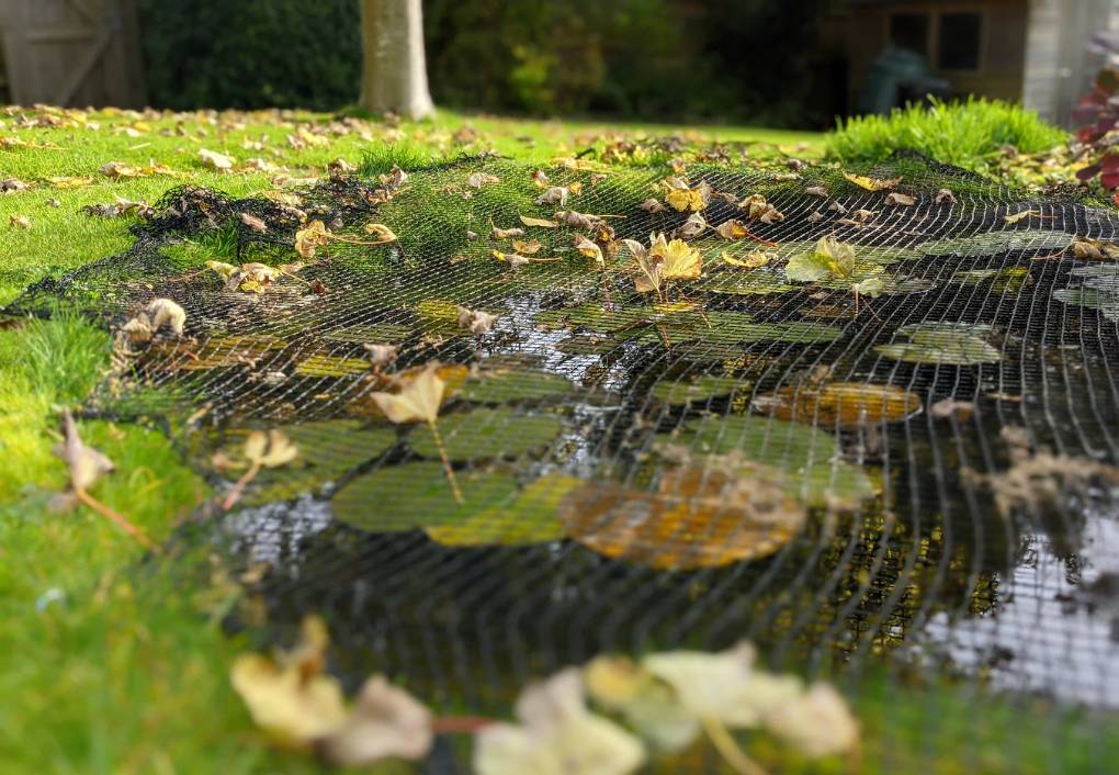 Berkhamsted, Herts, Autumn leaves...