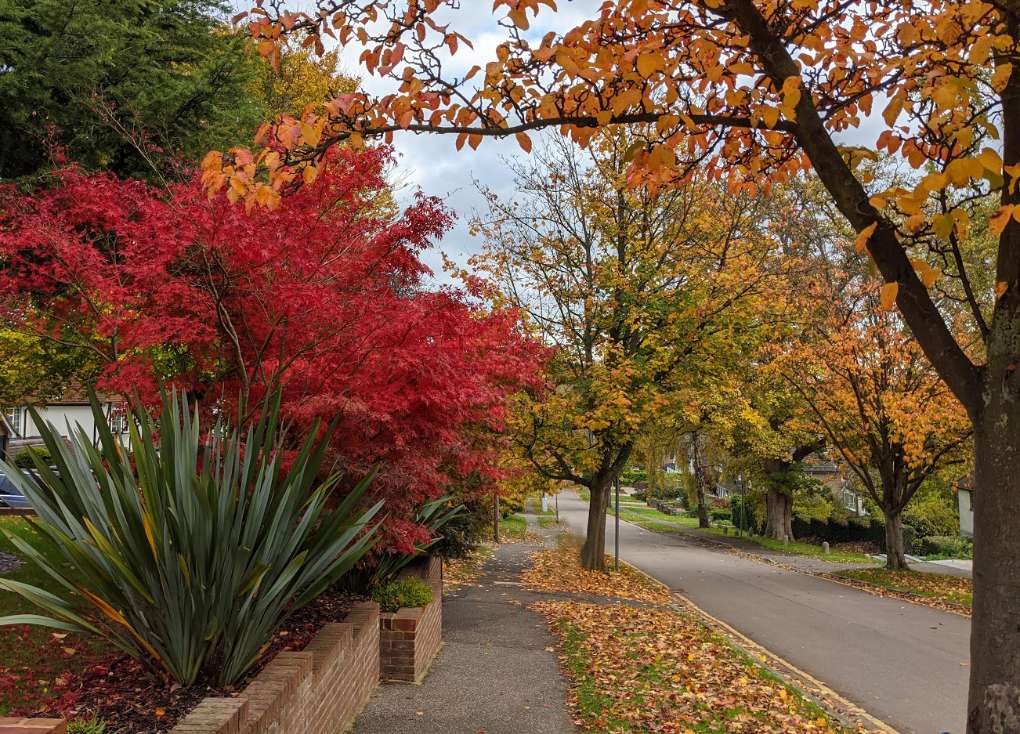 Autumnal colours Berkhamsted, Herts,, sent by brian gaze