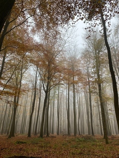 Berkhamsted, Herts, Ashridge forest ...