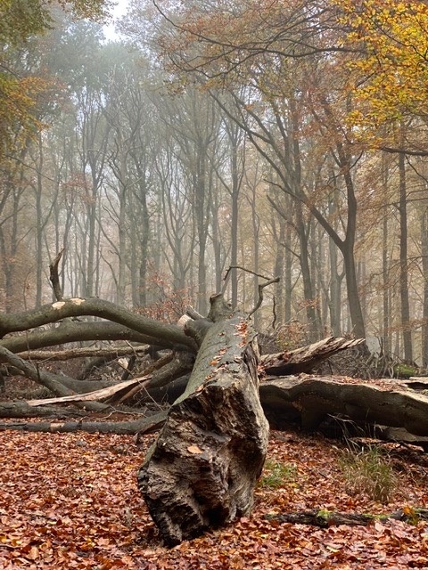 Berkhamsted, Herts, Ashridge ...