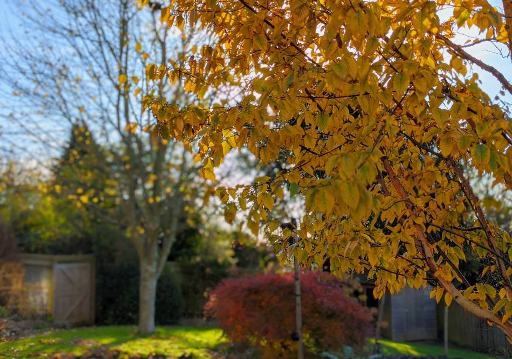 Berkhamsted, Herts, Late autumn colours...