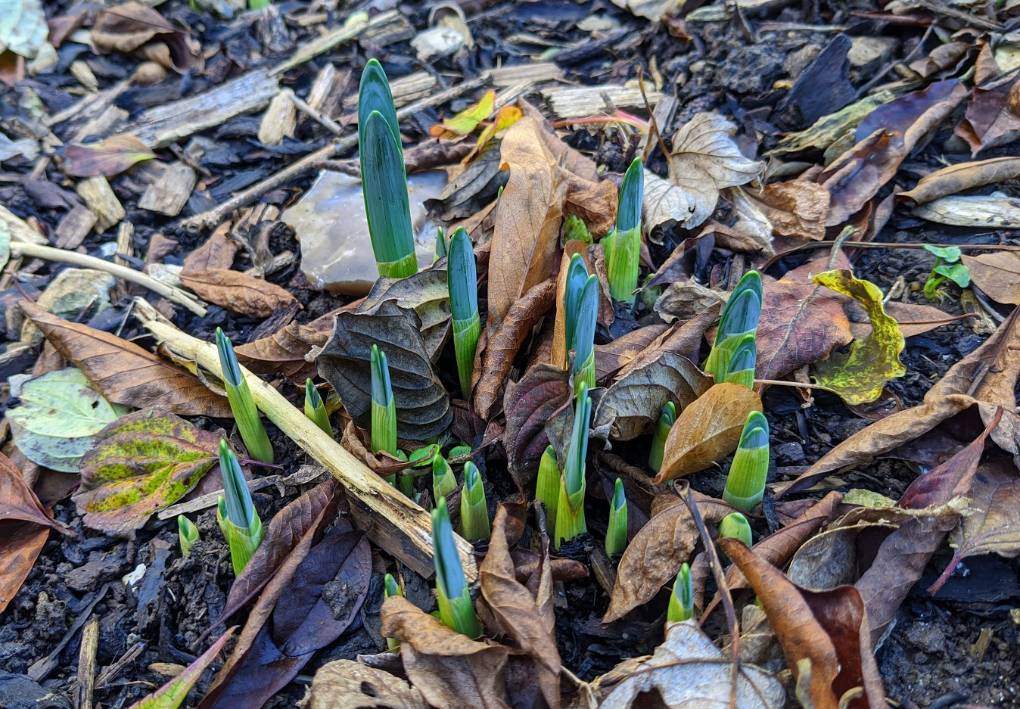 Berkhamsted, Herts, Daffodils germinating in the autumn...