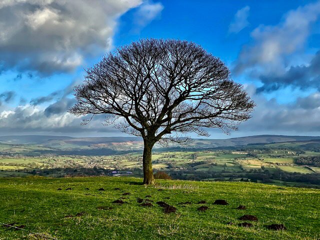 leek, staffordshire, lonely tree...