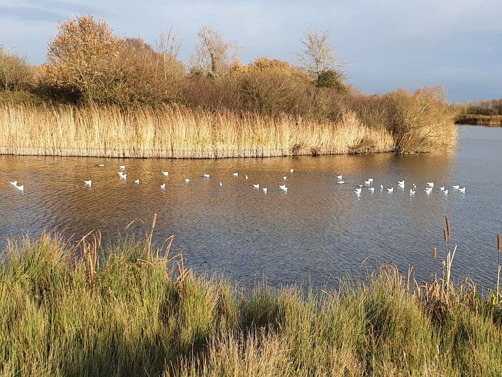 Cardiff, Cardiff,  Reeds and sky...