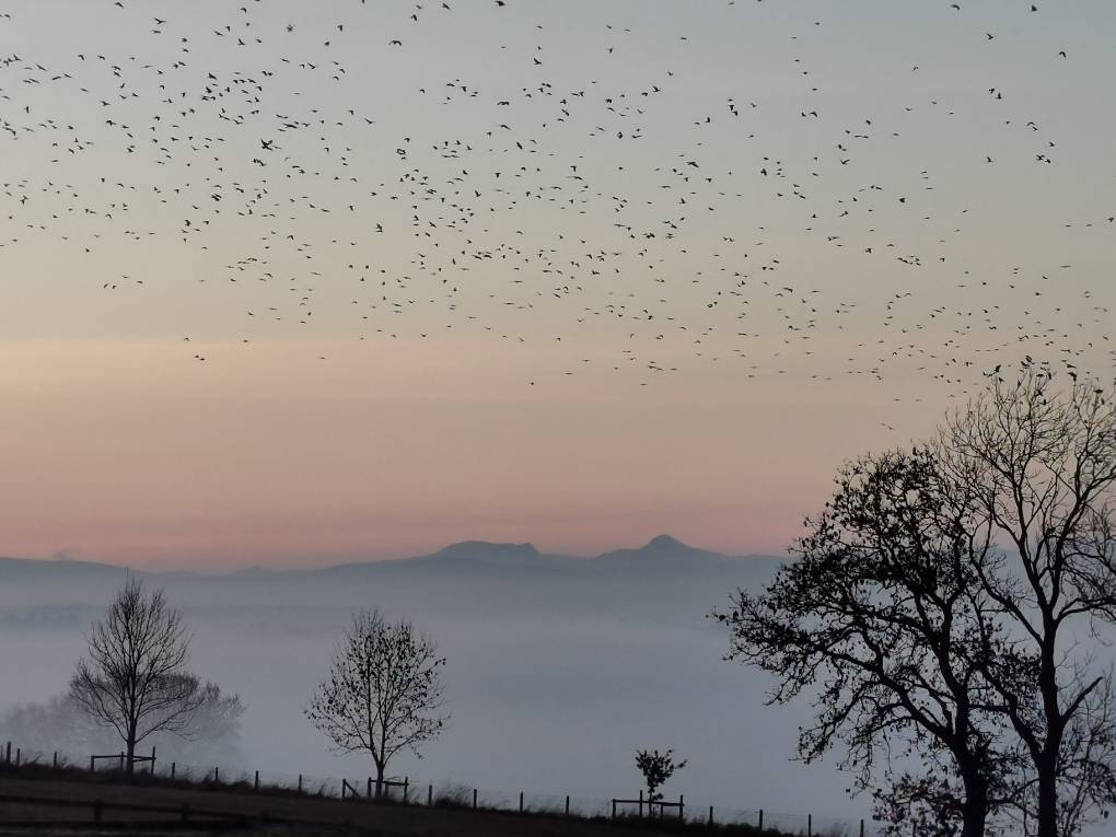 Auchterarder, , Crows flying high with a foggy sunset...