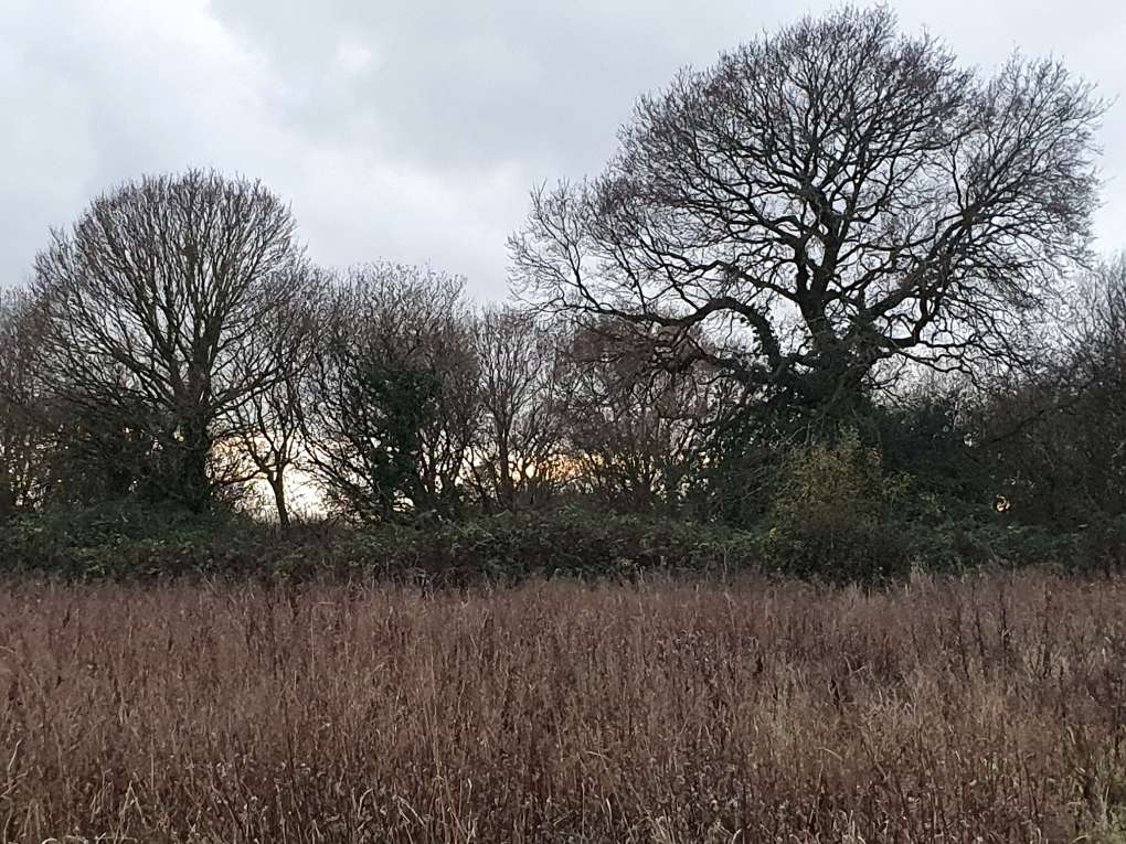 Cardiff, Cardiff, Winter trees...