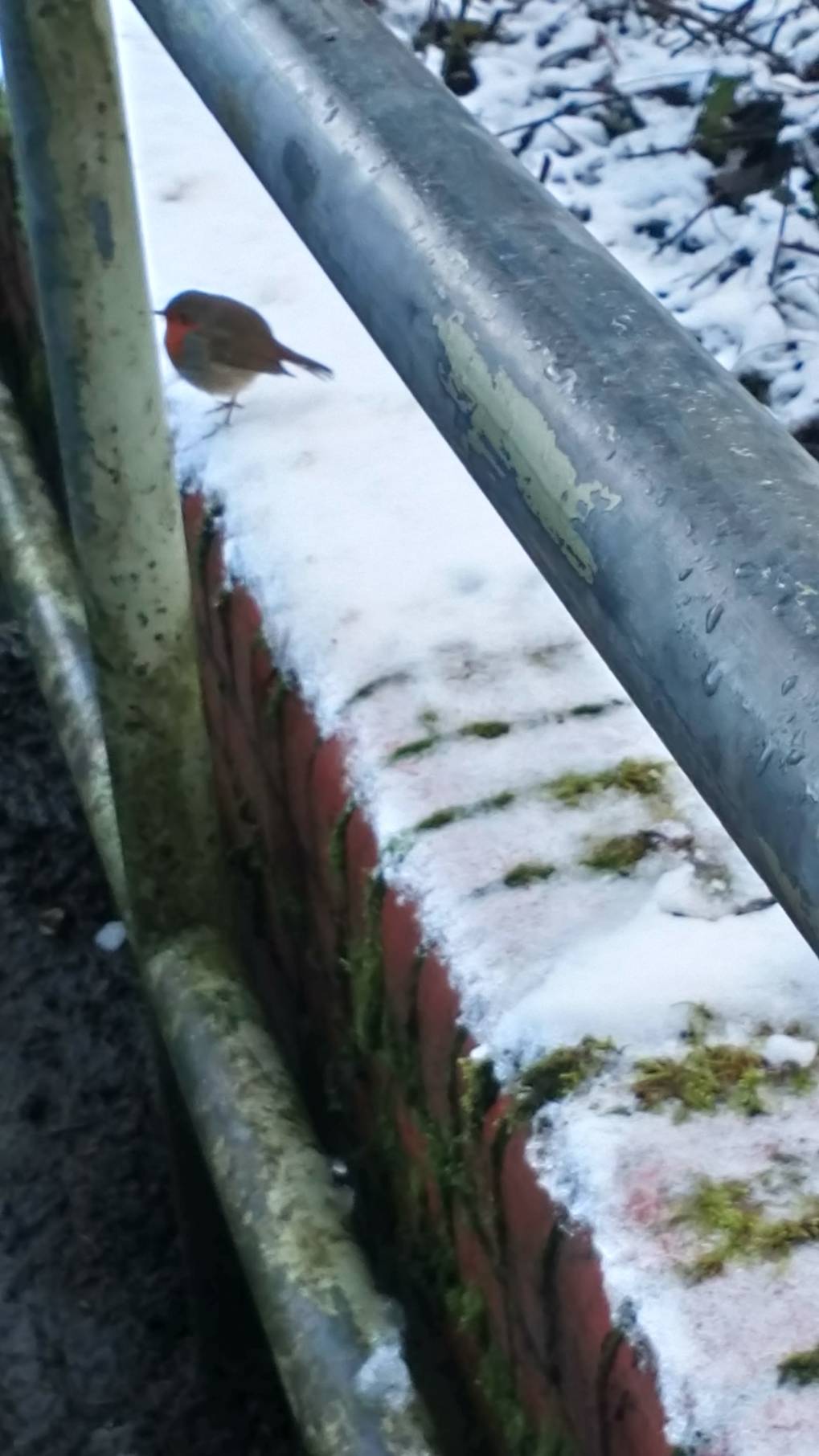 Darfield,barnsley, Yorkshire, Wintery robin...