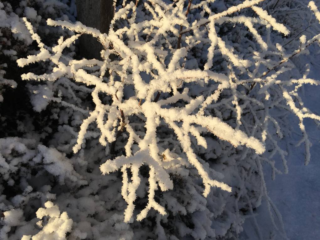 Grantown on Spey, Moray, Snowy twigs...