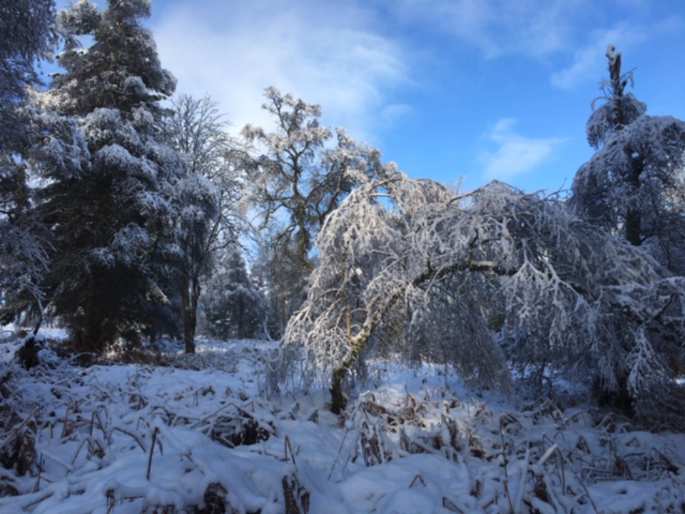 Grantown on Spey, , Frosty scene ...