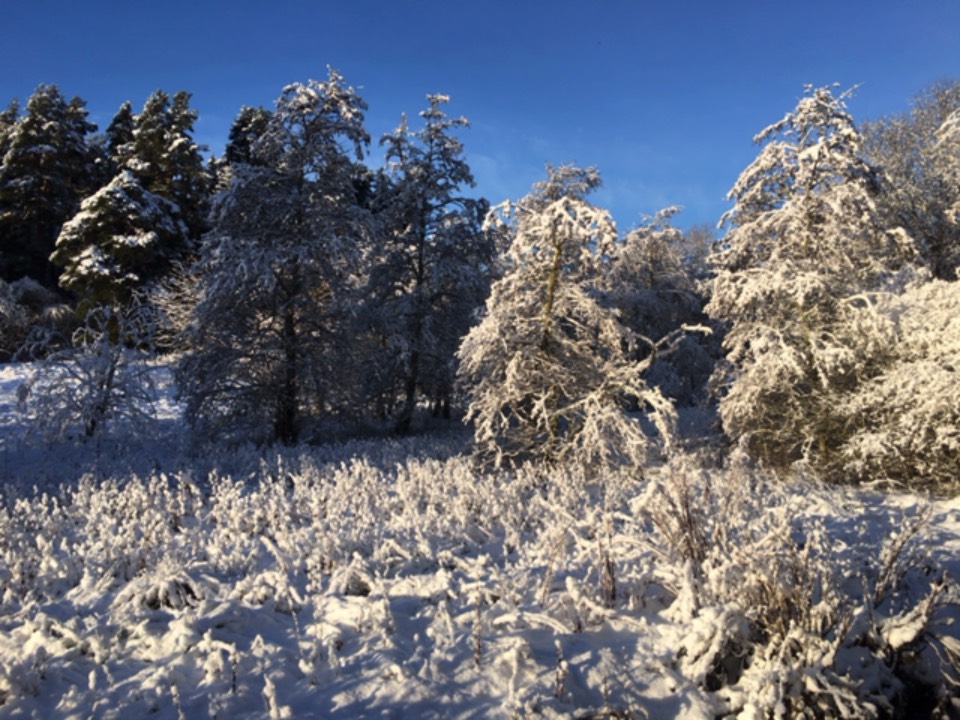 Grantown on Spey, , The snowy park ...