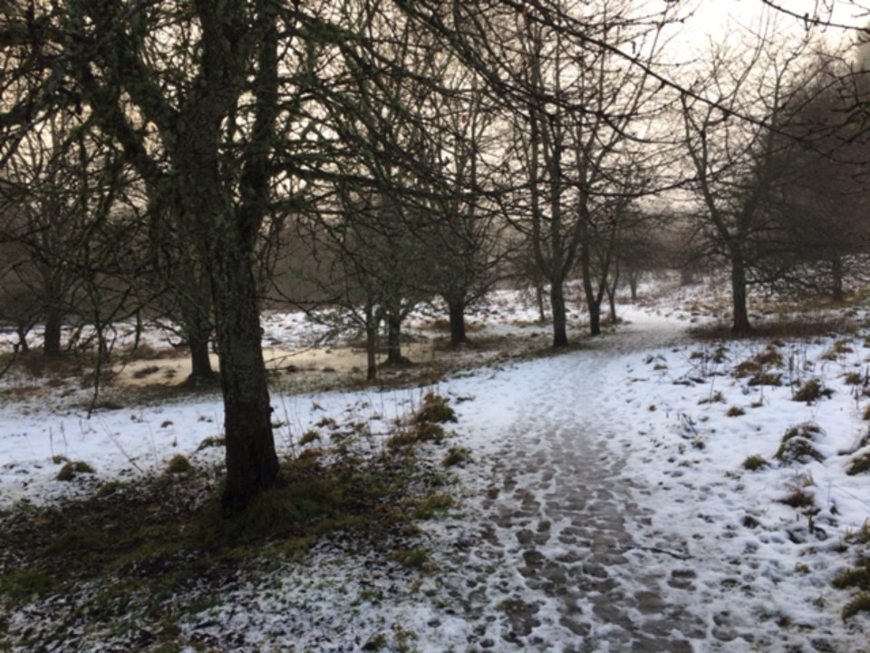 Grantown on Spey, , Misty morning in the park ...