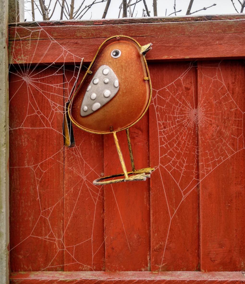 Wigston, Leicester, Spiders web on frosty day...