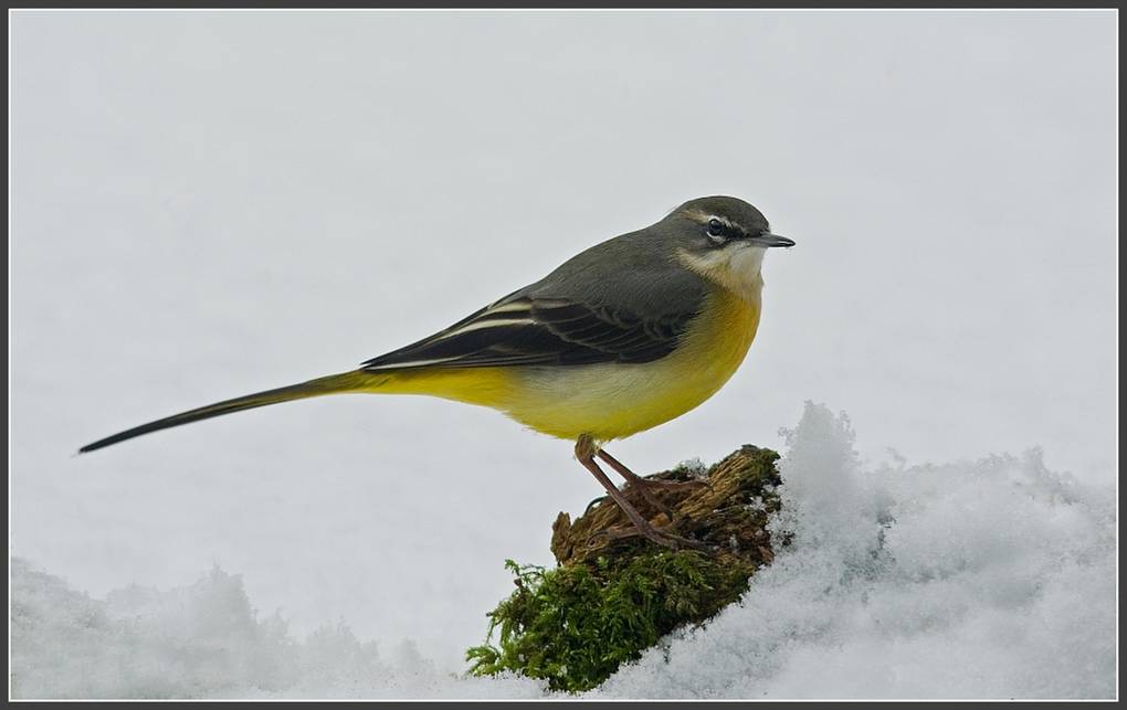 , , Grey Wagtail in snow 2012...