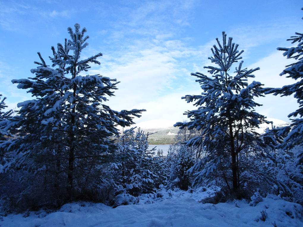 Aviemore, Strathspey, Looking N over Loch Morlich, Glenmore, Jan '15...