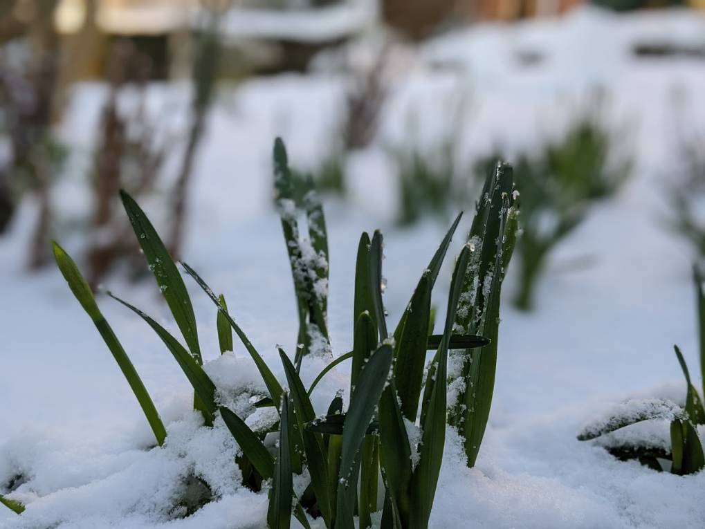 Berkhamsted, Herts, Spring on hold for now!...