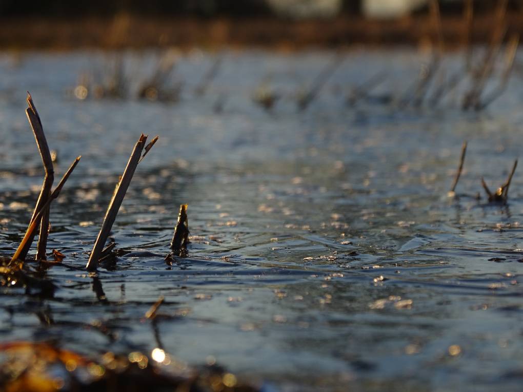 Crewe, Cheshire East, pretty ice sheets from frosts a couple of nights ago...