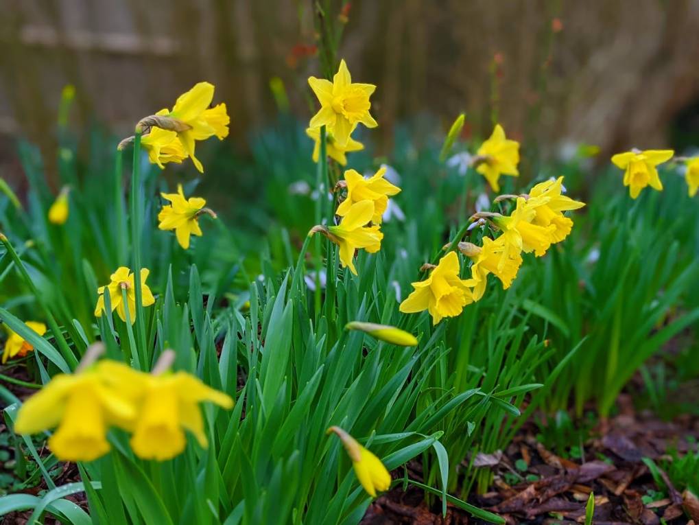 Berkhamsted, Herts, Spring has sprung...