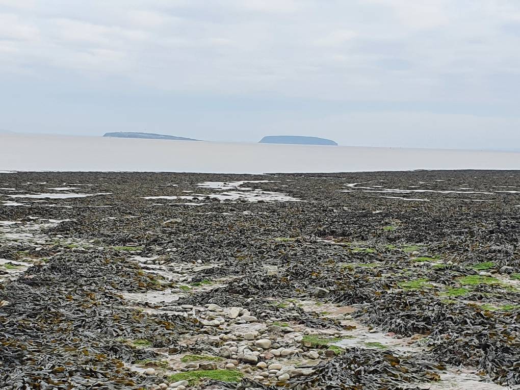 Flat Holm, Steep Holm, Vale of Glamorgan, 1st day of spring...