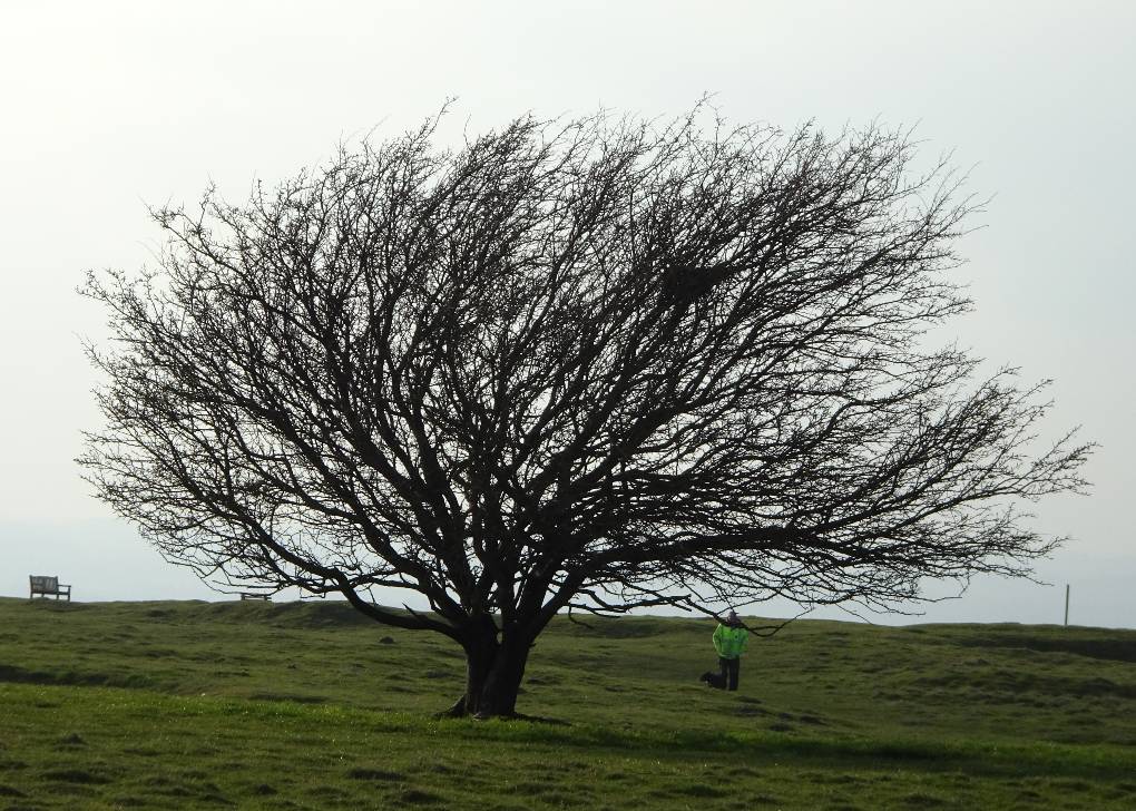 Westbury, Wilts, Prevailing bad weather is from the West, tree on Salisbury Plain near the B...