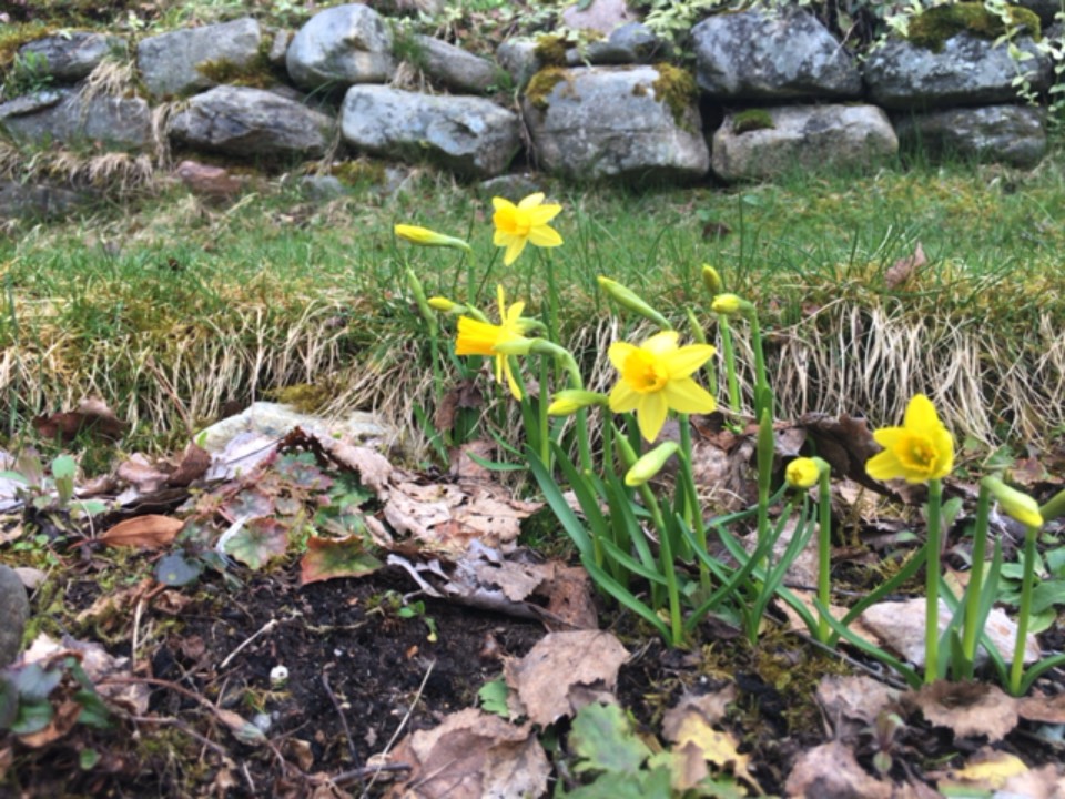 Grantown on Spey, , Grantown on Spey daffodils are out! ...