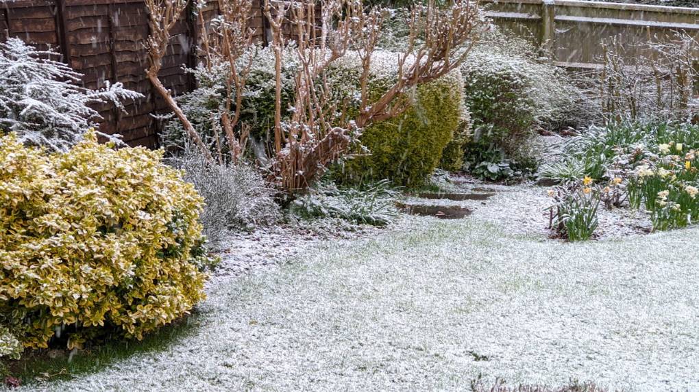 Berkhamsted, Herts, Covering of snow on April 6th 2021...