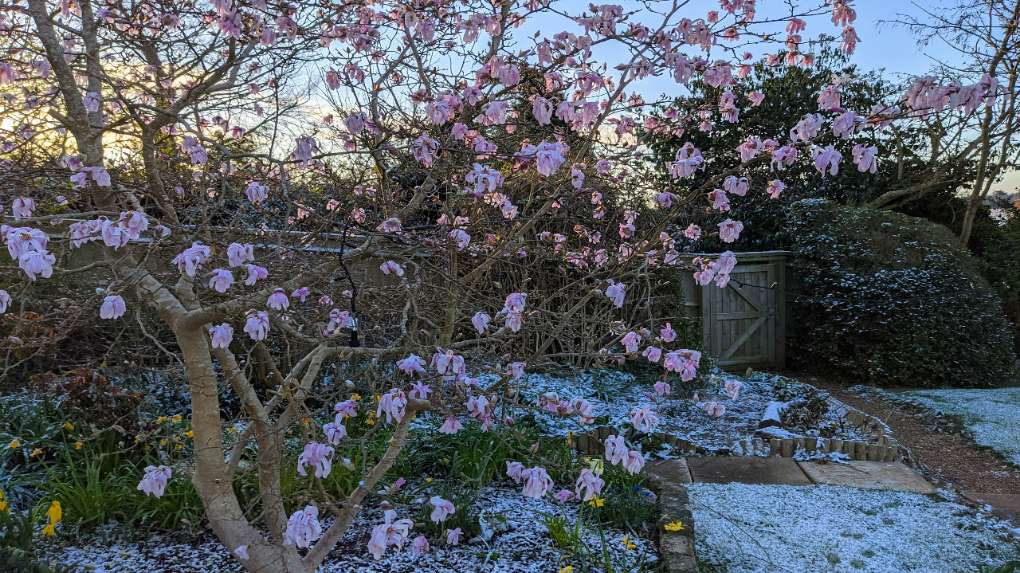 Berkhamsted, Herts, Magnolia wilting in the cold weather...