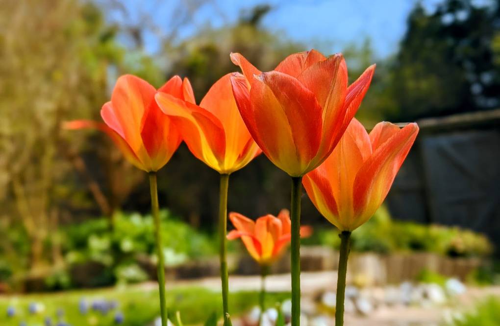 Berkhamsted, Herts, Tulips blooming in the sun...