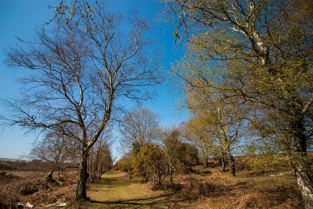 Tadnoll Heath nr Dorchester, Dorset, The Road to Wherever You Want to Go...