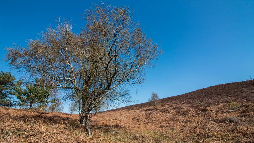 Tadnoll Heath nr Dorchester, Dorset, Off The beaten Track...