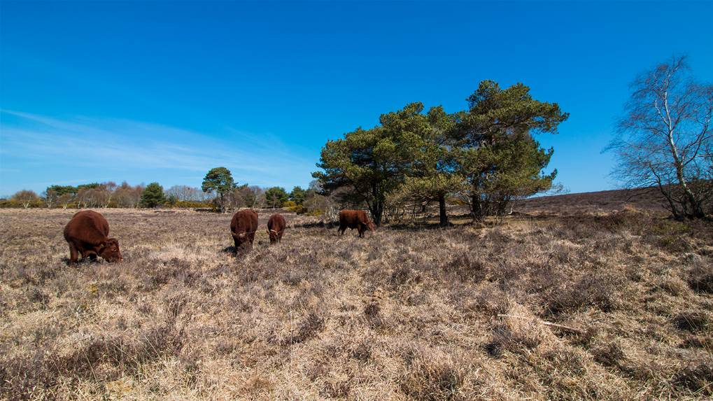 Tadnoll Heath nr Dorchester, Dorset, Four on TWO...
