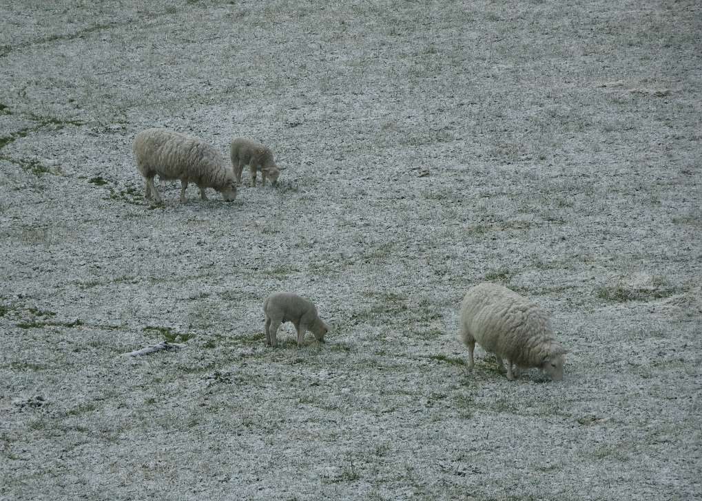 Boat of Garten, Aviemore, Strathspey, Camo sheep, 0730, 5th May...