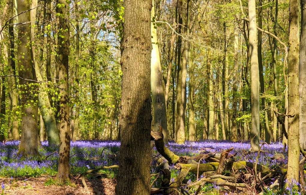 Berkhamsted, Herts, Carpet of bluebells. Ashridge near to Berkhamsted....