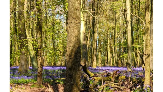 Carpet of bluebells. Ashridge near to Berkhamsted. Posted by brian gaze
