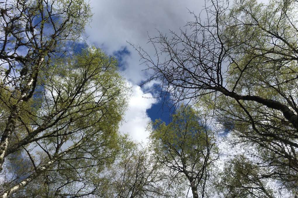 Grantown on Spey, , Leaves on the birch trees at last, but not on the aspen yet....