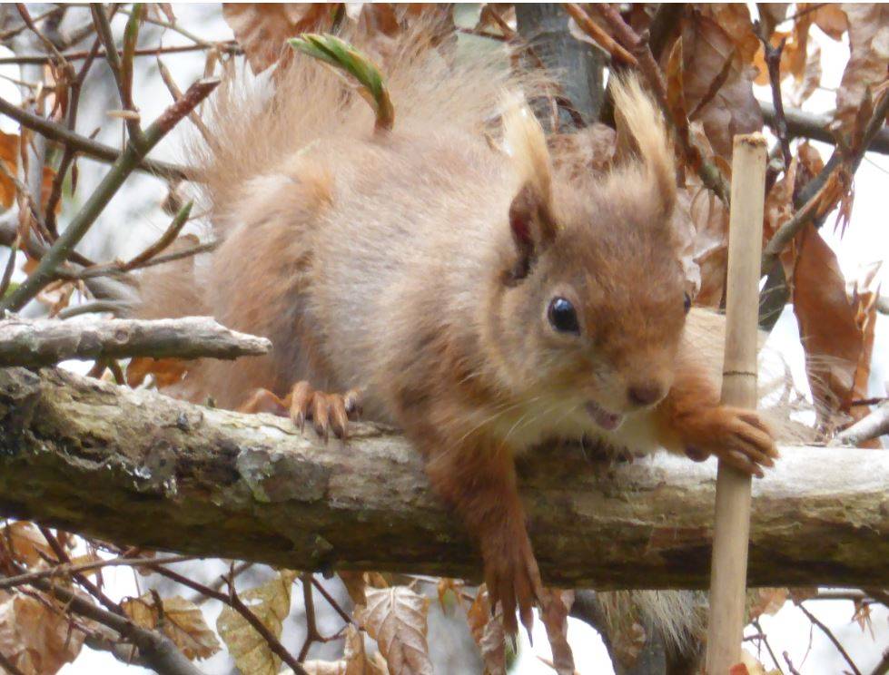 Grantown on Spey, , Look!  A bud on the beech hedge......