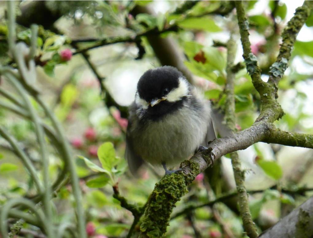 Grantown on Spey, , And blossom appearing on the crab apple!...