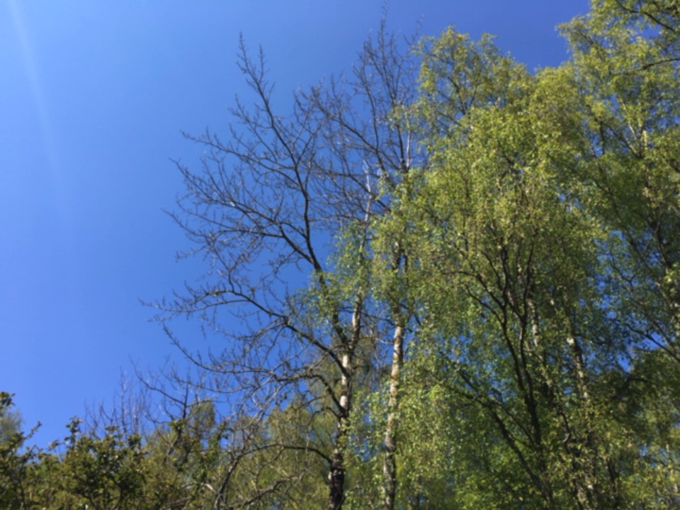 Grantown on Spey, , Still no leaves on the Aspen! ...
