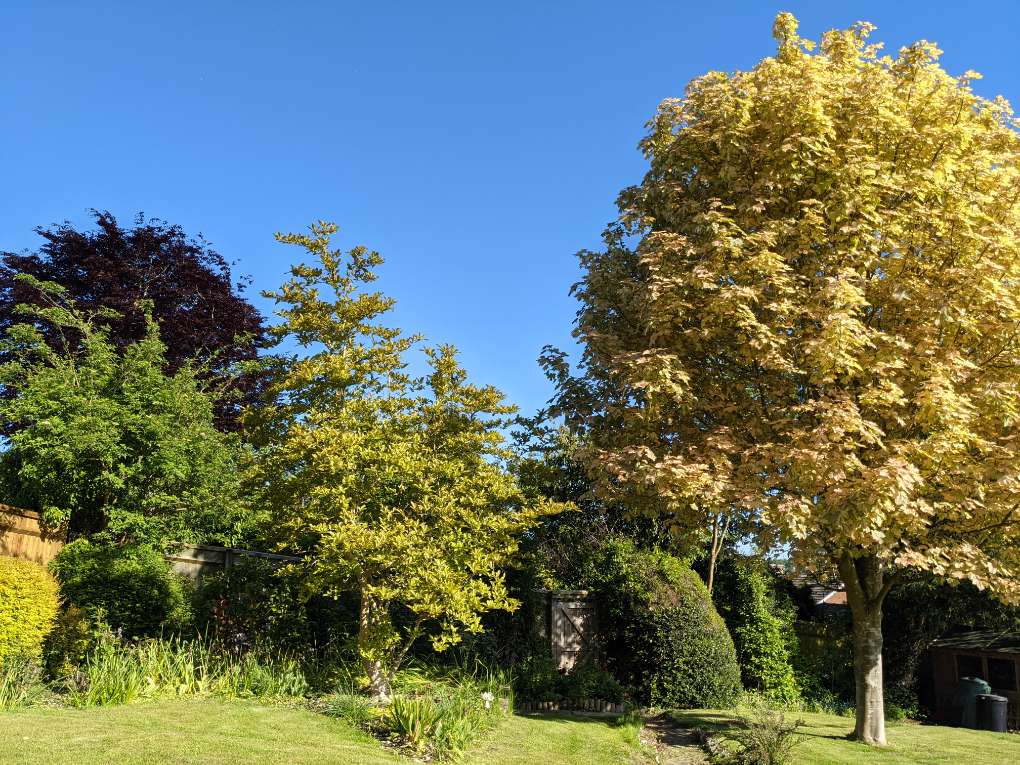 Berkhamsted, Herts, Cloudless afternoon...