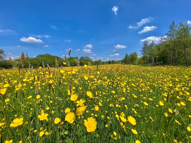 leek, staffordshire, Field full of buttercups.....