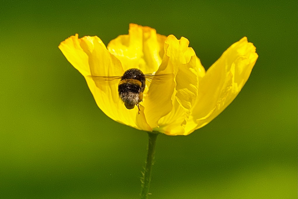 leek, staffordshire, Bumblebee making the most of the sunny hot day today.....