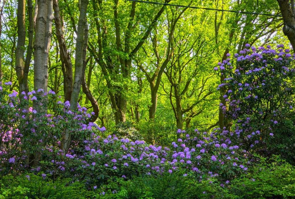 Frithsden, Herts, Rhododendrons in full bloom ...