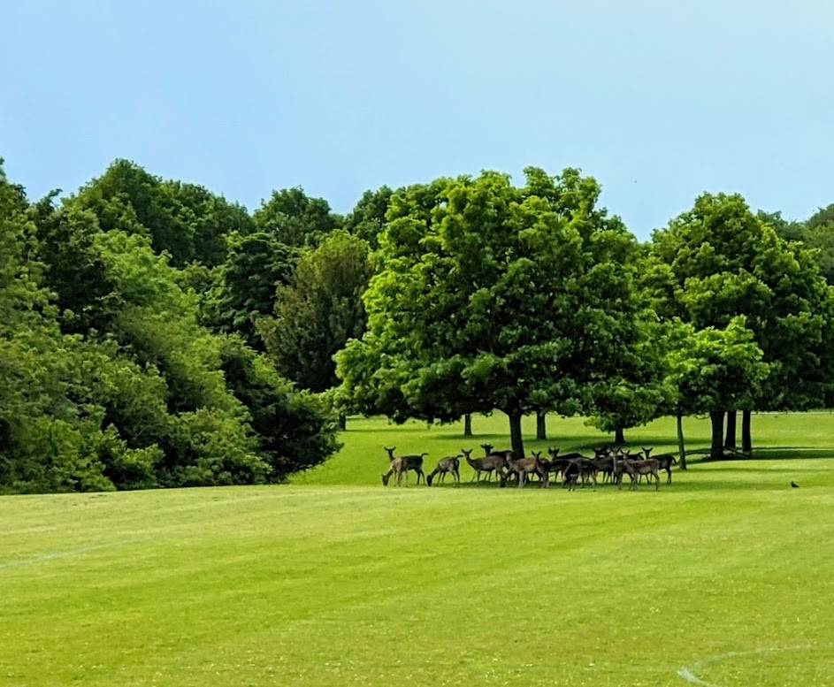 Berkhamsted, Herts, Herd immunity?...