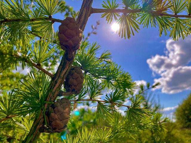 leek, staffordshire, Sun poking through the Larch trees.....