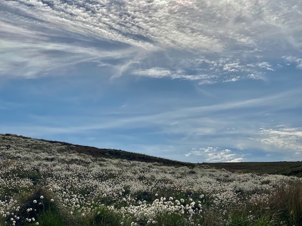 Leek, Staffordshire, Lovely afternoon,fields of cotton grass.....