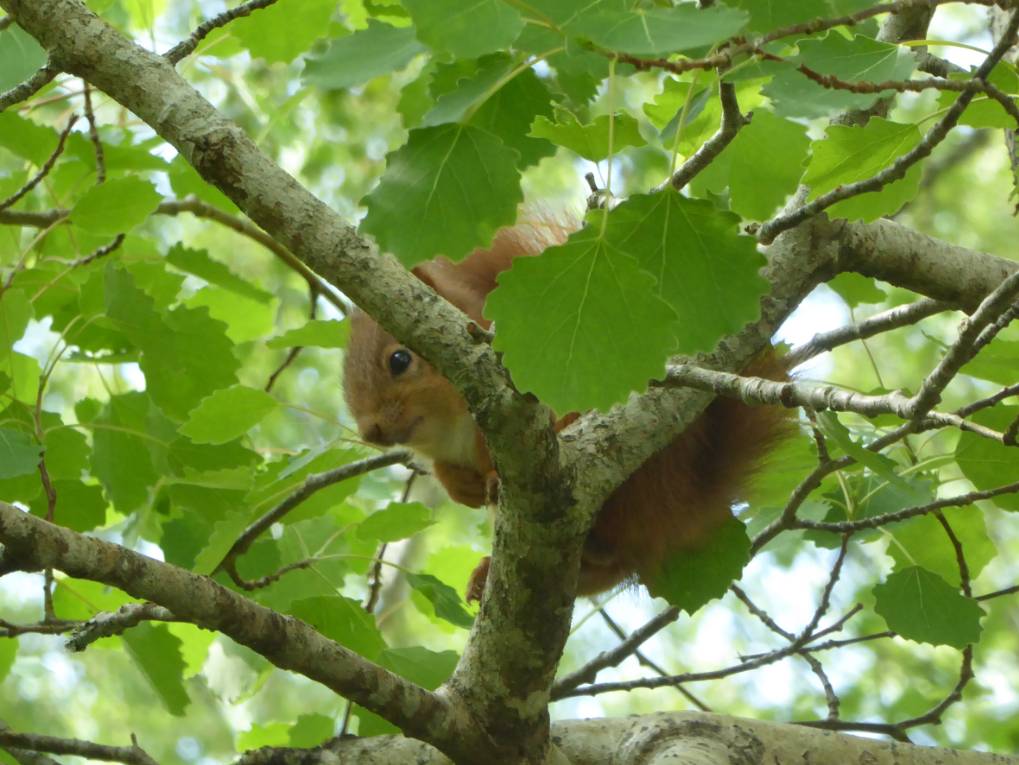 Grantown on Spey, , Young squirrel in the Aspen tree...